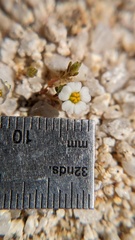 Linanthus maculatus emaculatus
