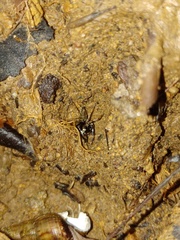 Colyttus