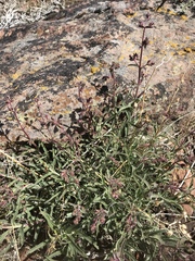 Penstemon roezlii