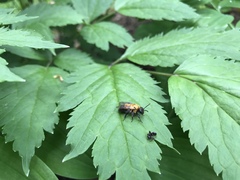 Andrena milwaukeensis