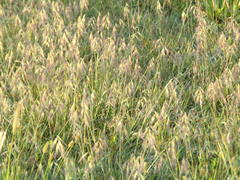 Bouteloua megapotamica