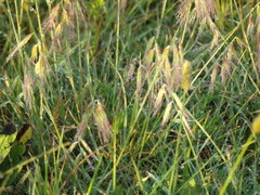 Bouteloua megapotamica