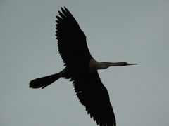 Anhinga anhinga leucogaster