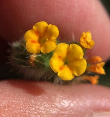 Amsinckia lycopsoides