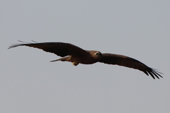Milvus migrans govinda