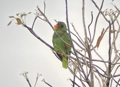 Amazona xantholora