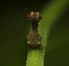 Eutryonia monstrifera