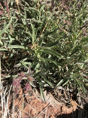 Penstemon roezlii