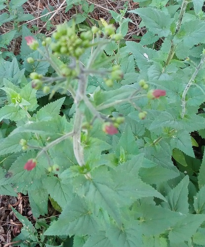 iNaturalist observation photo of California beeplant