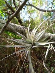 Tillandsia gardneri