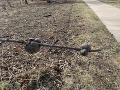 Callirhytis quercuscornigera