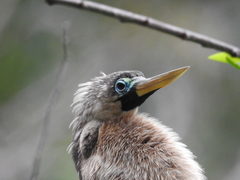 Anhinga anhinga leucogaster
