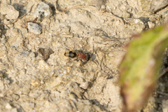 Eotrogaspidia auroguttata