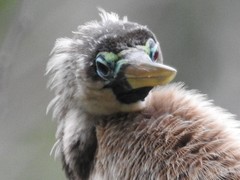 Anhinga anhinga leucogaster
