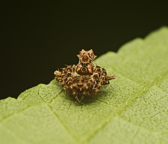 Arkys dilatatus