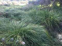 Carex secta