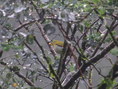 Zosterops melanurus buxtoni