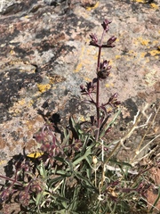 Penstemon roezlii