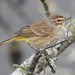 Western Palm Warbler - Photo (c) JeffreyGammon, some rights reserved (CC BY-NC), uploaded by JeffreyGammon