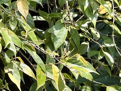 Antidesma japonicum acutisepalum