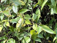 Antidesma japonicum acutisepalum