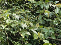 Antidesma japonicum acutisepalum