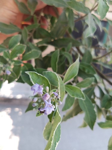 simpleleaf chastetree (Vitex trifolia)