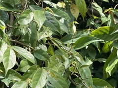 Antidesma japonicum acutisepalum