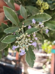 Vitex trifolia