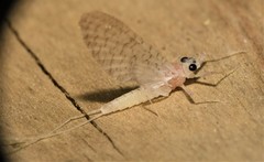 Maccaffertium terminatum