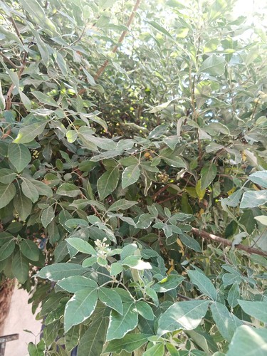 Vitex trifolia (Vitex trifolia)