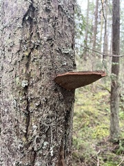 Phellinus piceinus