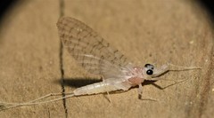 Maccaffertium terminatum