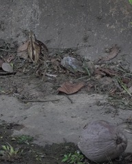 Ixobrychus eurhythmus