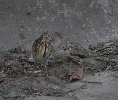 Ixobrychus eurhythmus