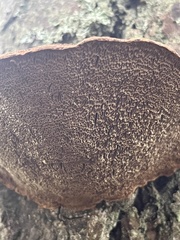 Phellinus piceinus