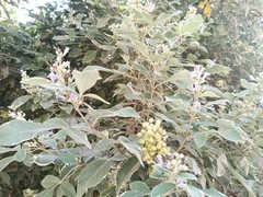 Vitex trifolia