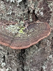 Phellinus piceinus