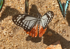 Papilio agestor