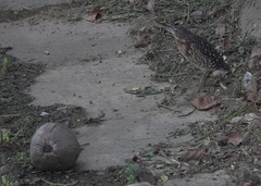 Ixobrychus eurhythmus