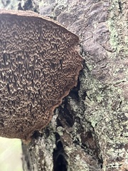 Phellinus piceinus