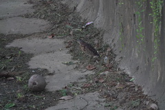 Ixobrychus eurhythmus