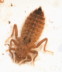 Hylogomphus geminatus