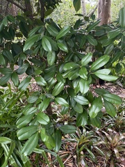 Garcinia brasiliensis