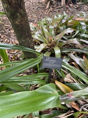 Garcinia brasiliensis