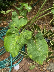 Xanthosoma undipes