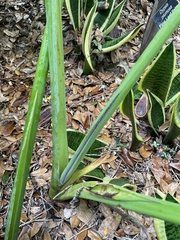 Xanthosoma undipes