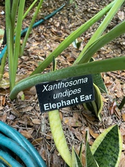 Xanthosoma undipes