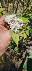 Ageratina glabrata