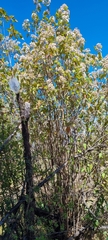 Ageratina glabrata